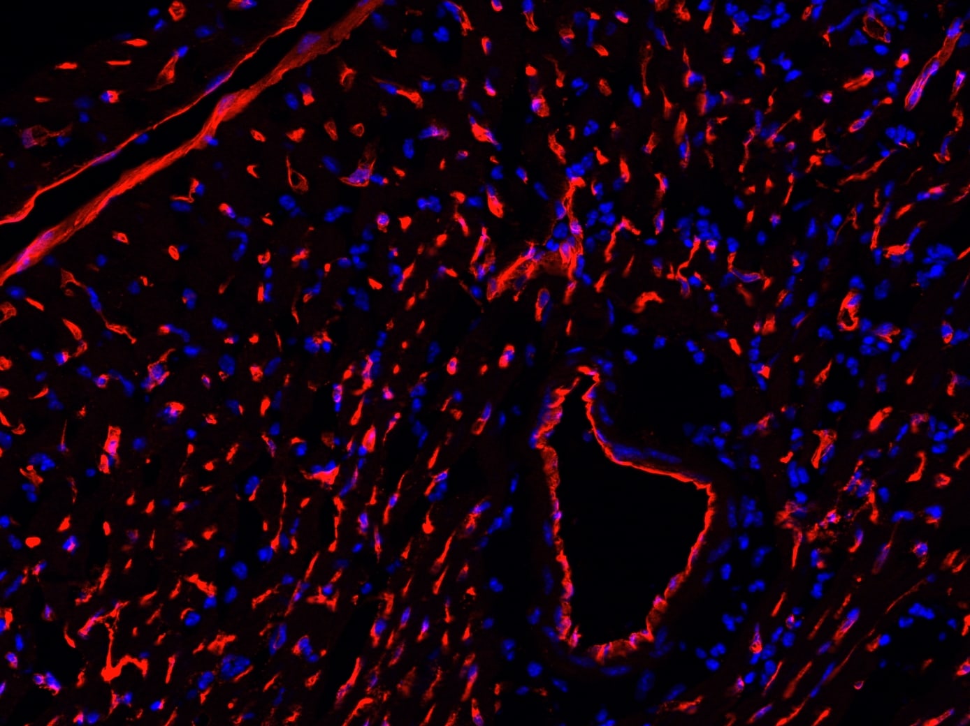Mouse Podocalyxin Antibody AF1556