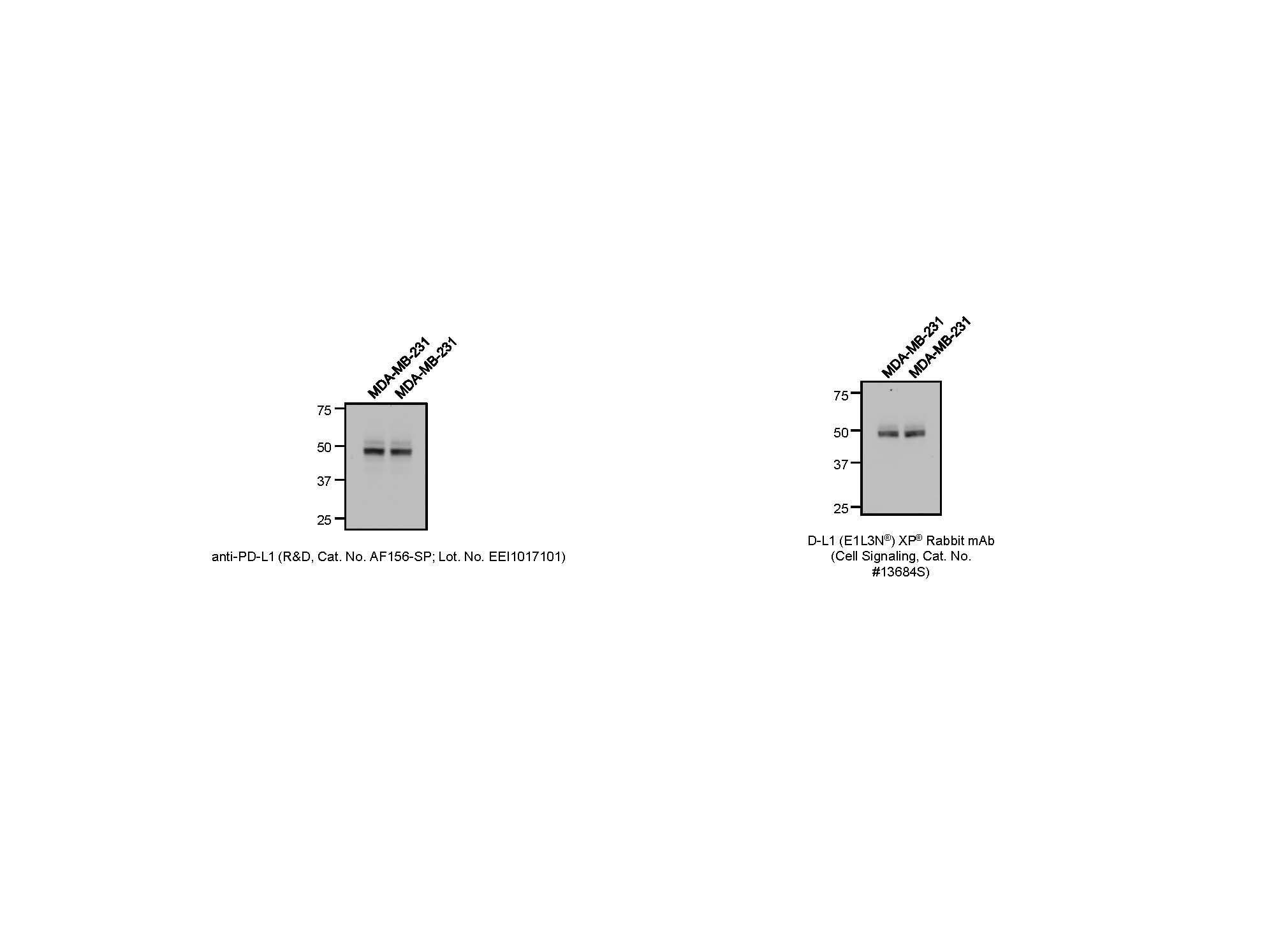 Human PD-L1/B7-H1 Antibody AF156