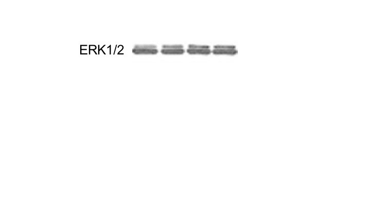 Human/Mouse/Rat ERK1/ERK2 Antibody AF1576