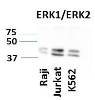 Human/Mouse/Rat ERK1/ERK2 Antibody AF1576