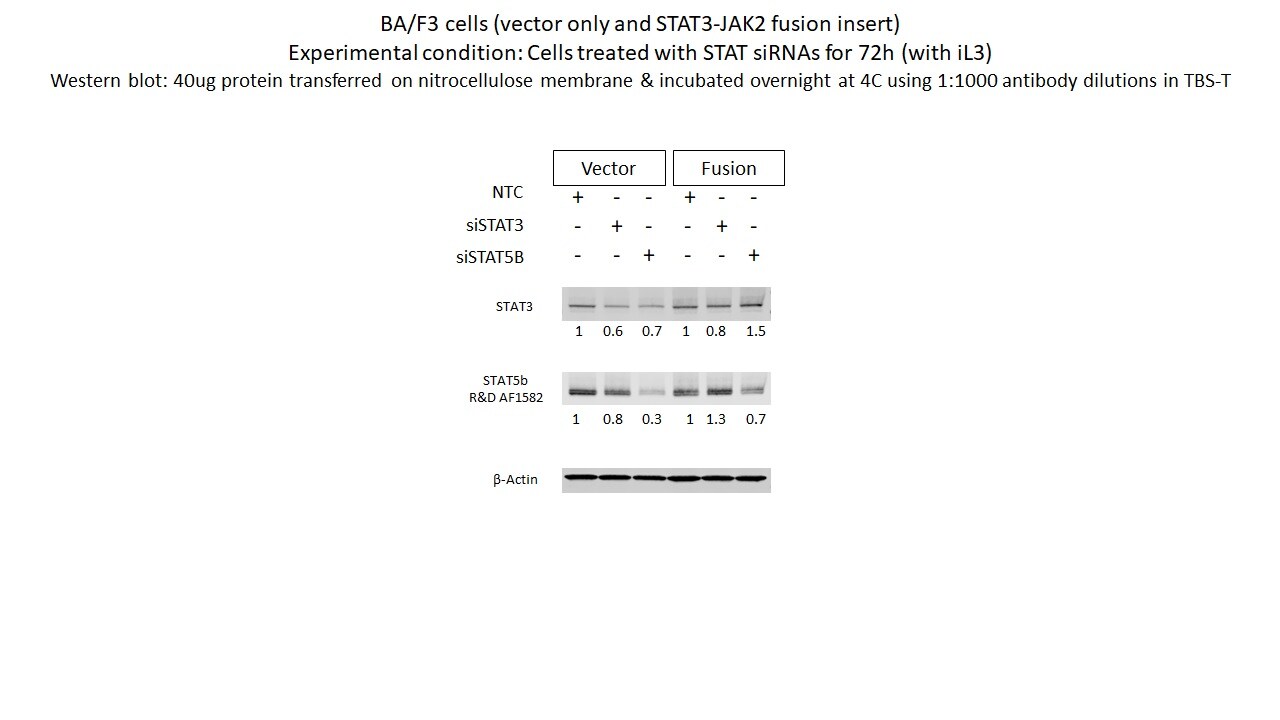 Human/Mouse STAT5b Antibody AF1584