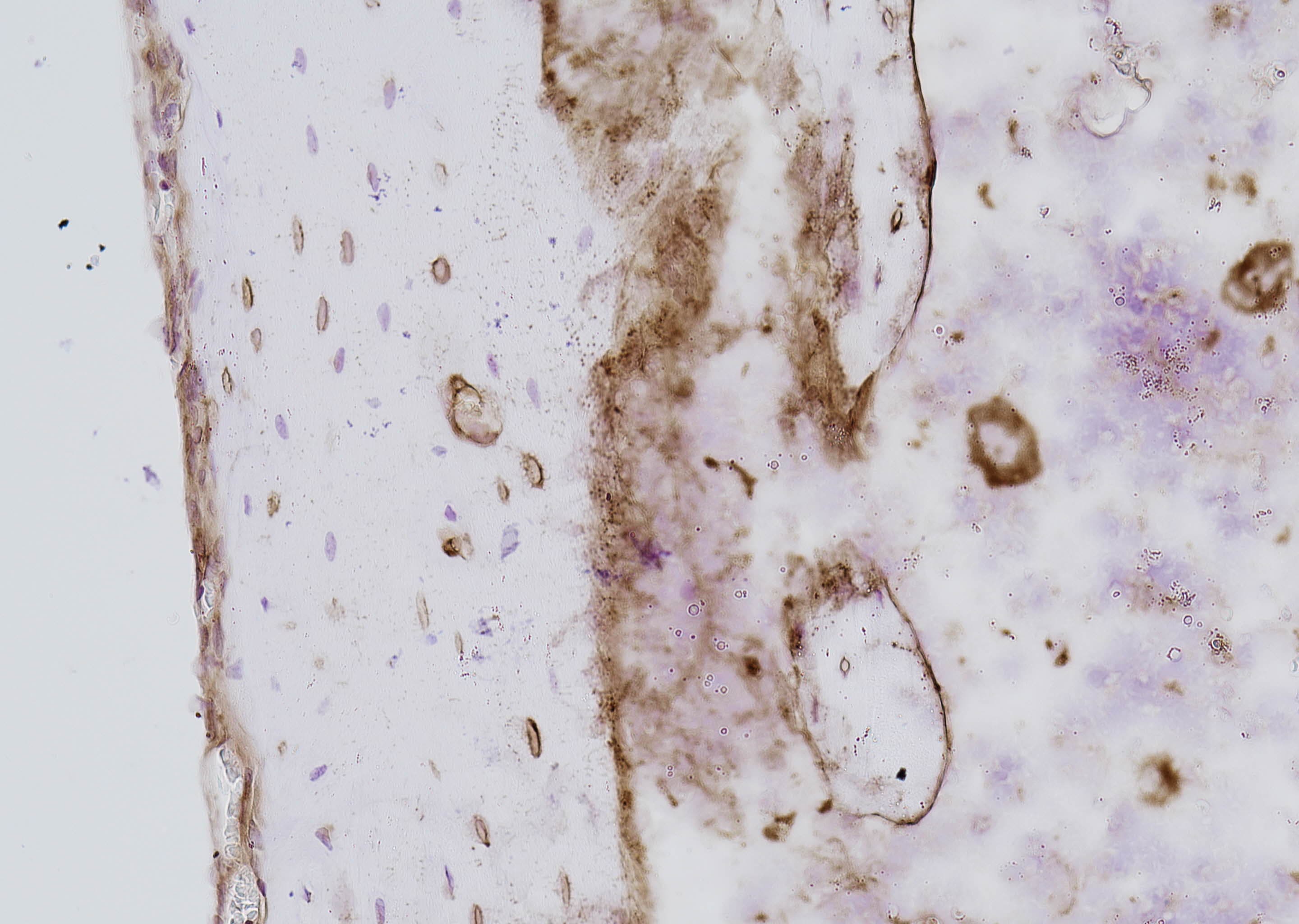 Mouse SOST/Sclerostin Antibody AF1589