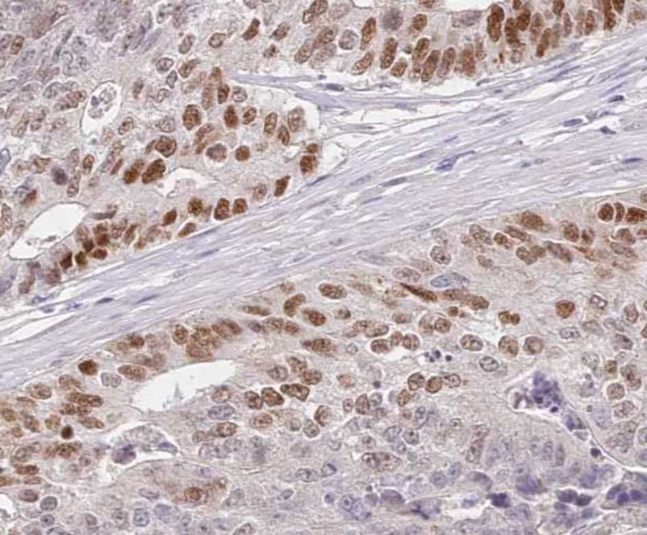 Human/Mouse/Rat CDC25B Antibody AF1649