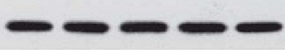 Human SLAM/CD150 Antibody AF164
