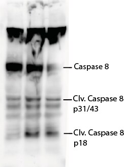 Human/Mouse Caspase‑8 Antibody AF1650