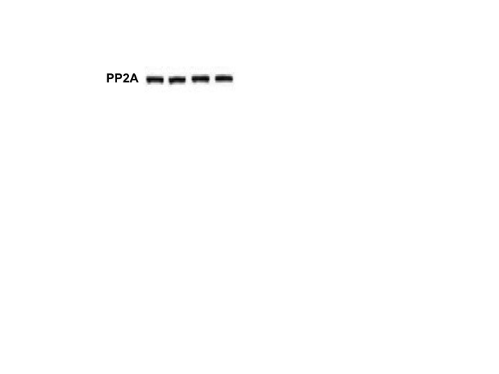 Human/Mouse/Rat PP2A Catalytic Subunit Antibody AF1653