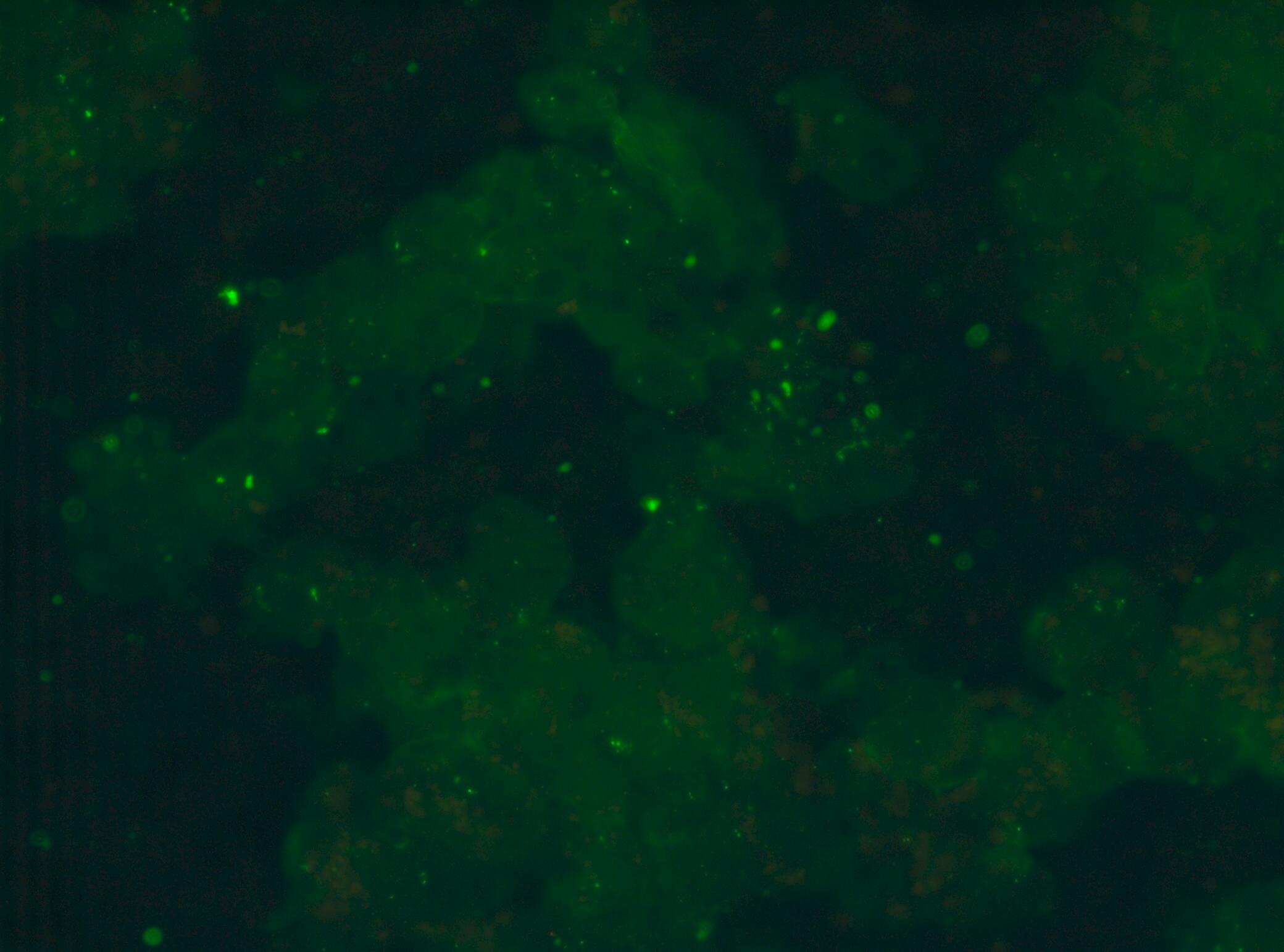 Human/Canine CD11b/Integrin alpha M Antibody AF1699
