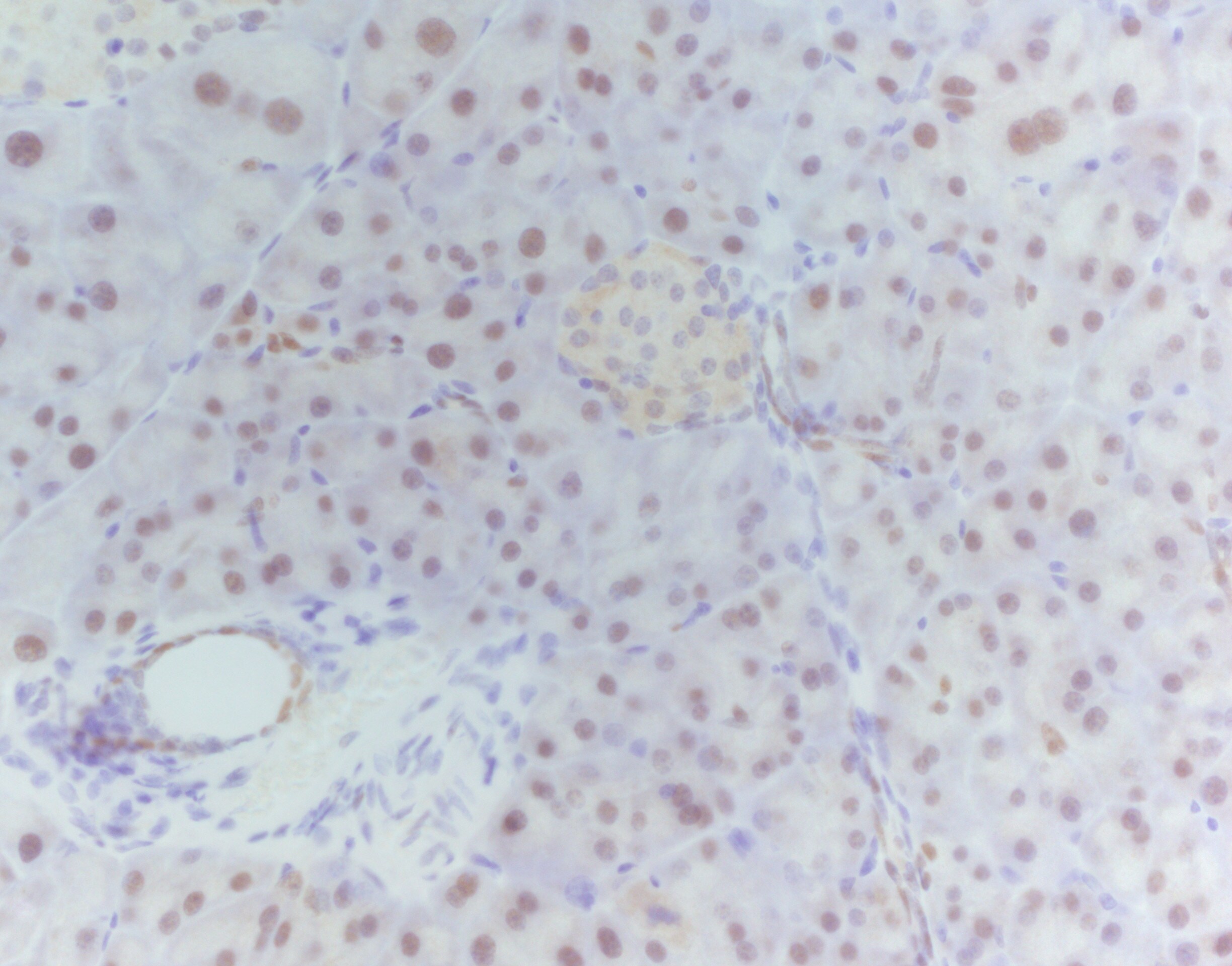 Human GATA‑6 Antibody AF1700