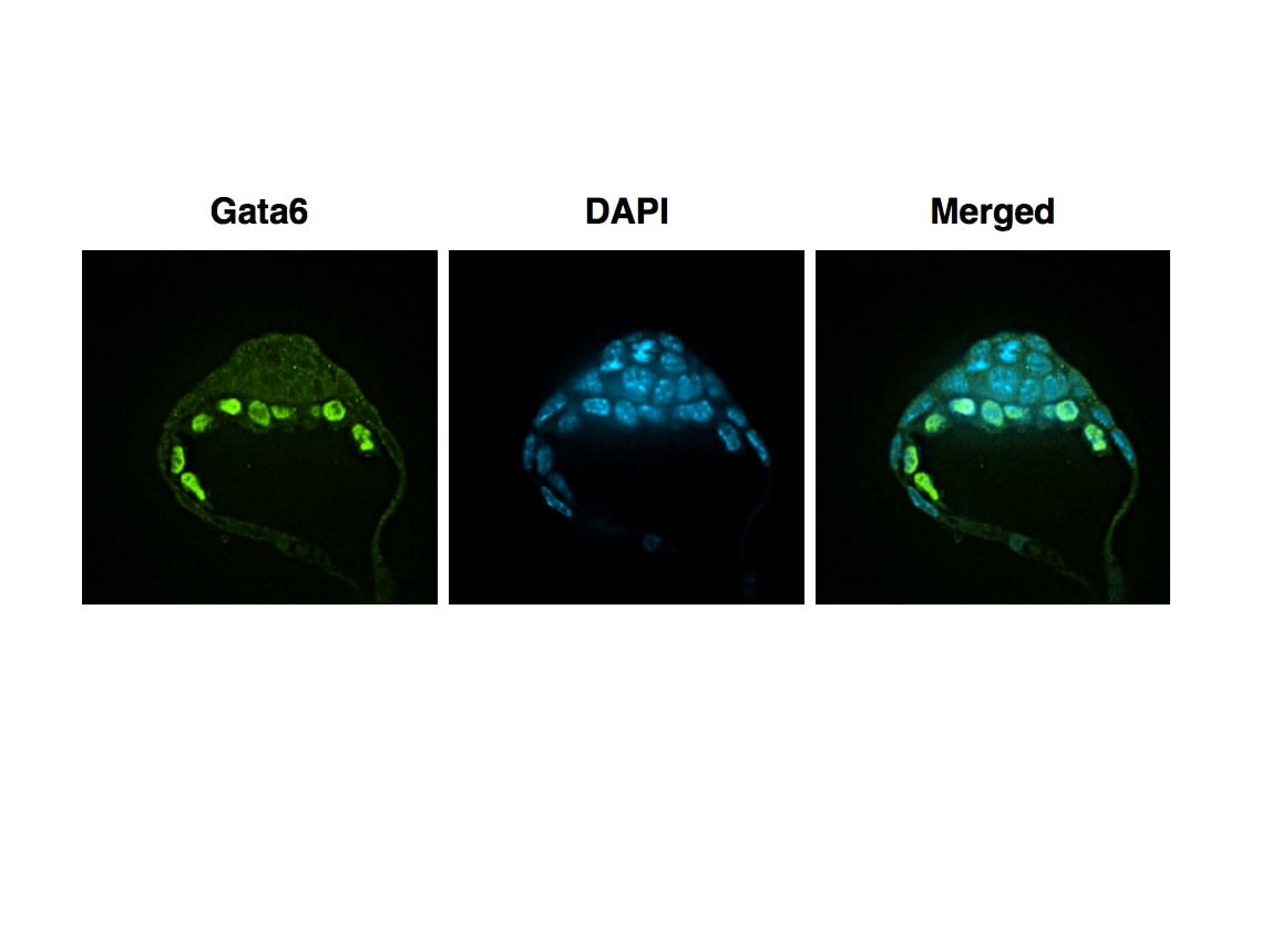 Human GATA‑6 Antibody AF1700