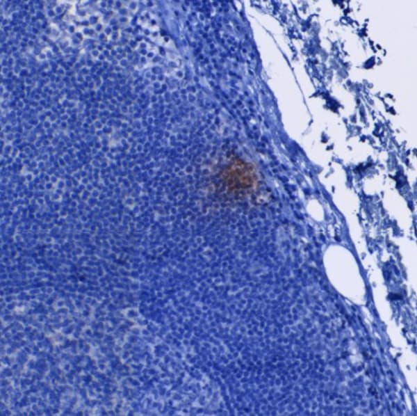 Human/Mouse/Rat CLEC-2/CLEC1B Antibody AF1718