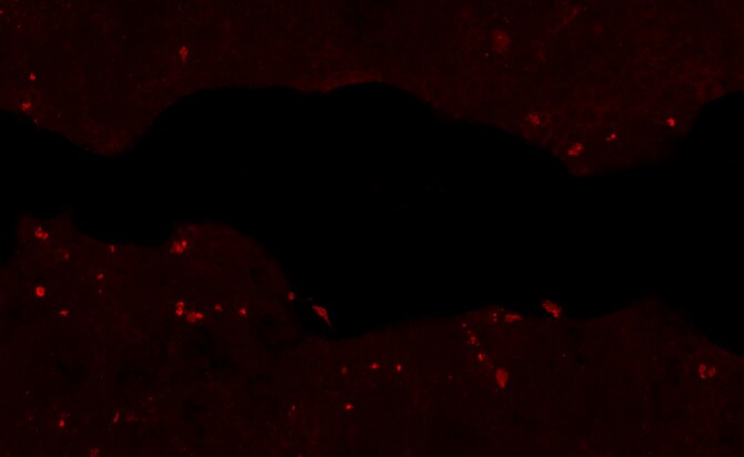 Human Jagged 2 Antibody AF1726
