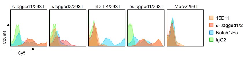Human Jagged 2 Antibody AF1726