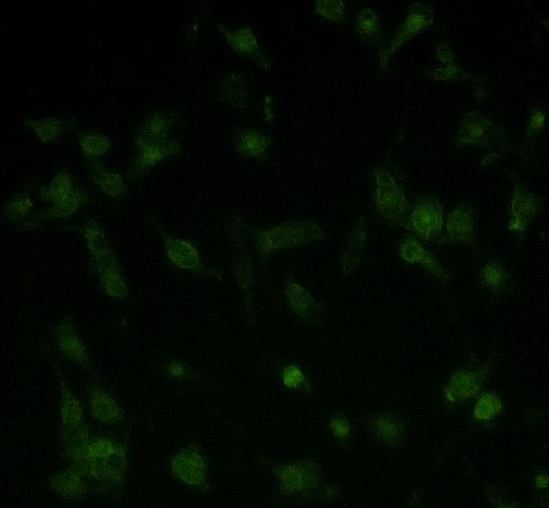 Mouse TREM2 Antibody AF1729