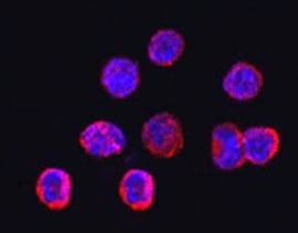 Mouse TREM2 Antibody AF1729