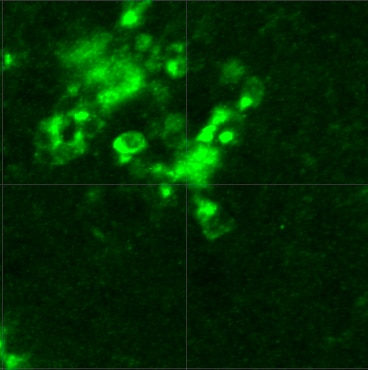 Mouse TREM2 Antibody AF1729