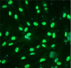 Human/Mouse Oct‑3/4 Antibody AF1759