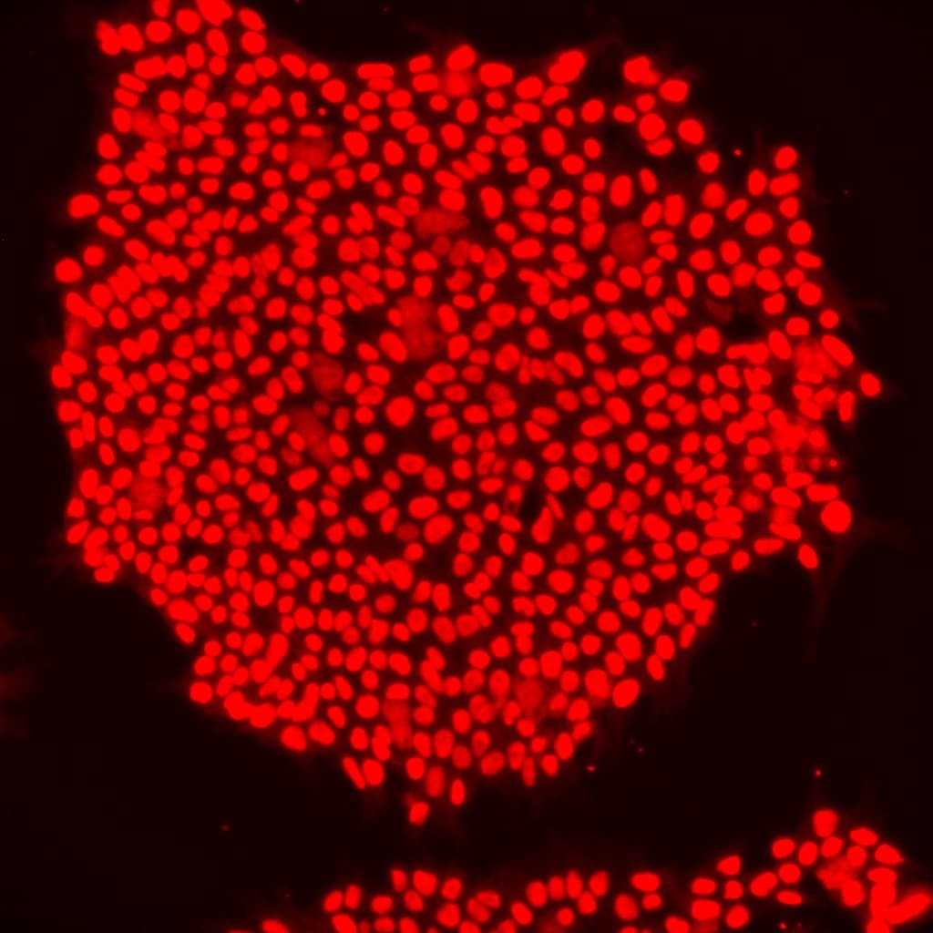 Human/Mouse Oct‑3/4 Antibody AF1759