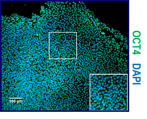 Human/Mouse Oct‑3/4 Antibody AF1759