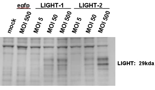 Mouse LIGHT/TNFSF14 Antibody AF1794