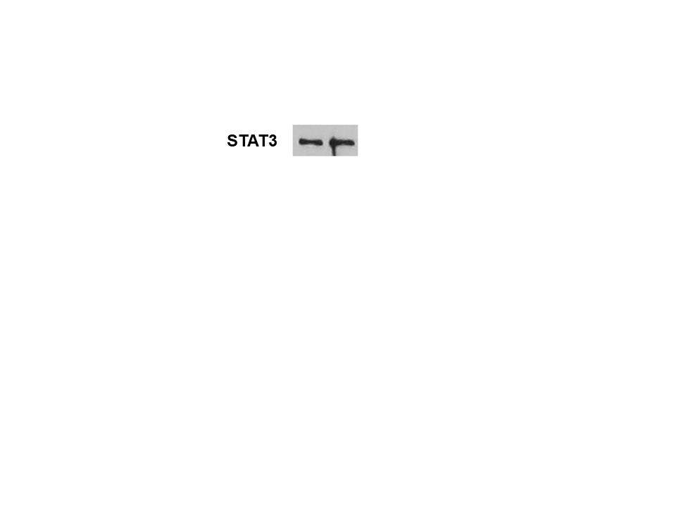 Human/Mouse/Rat STAT3 Antibody AF1799
