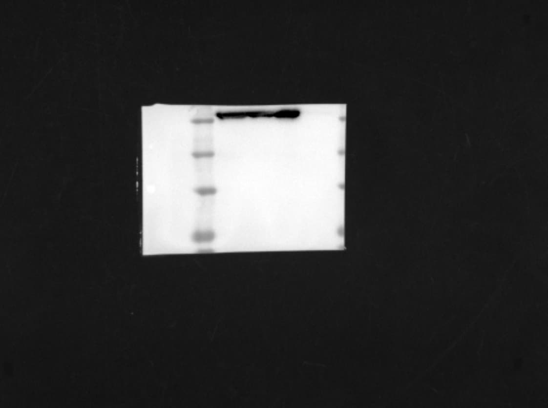 Human/Mouse/Rat HSP60 Antibody AF1800
