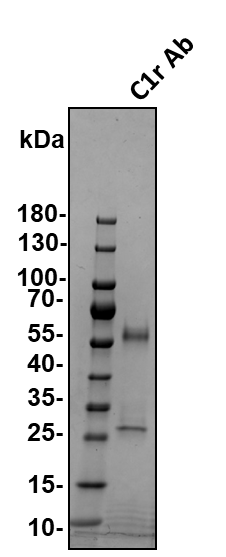 Human Complement Component C1r Antibody AF1807