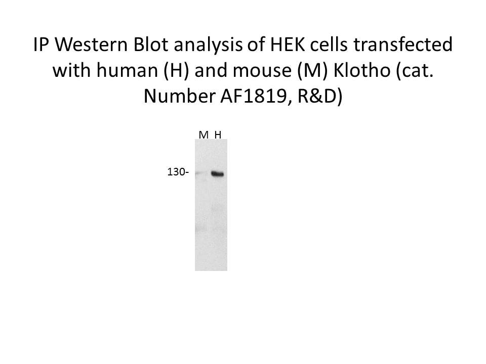 Mouse Klotho Antibody AF1819