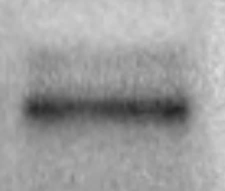 Mouse Klotho Antibody AF1819