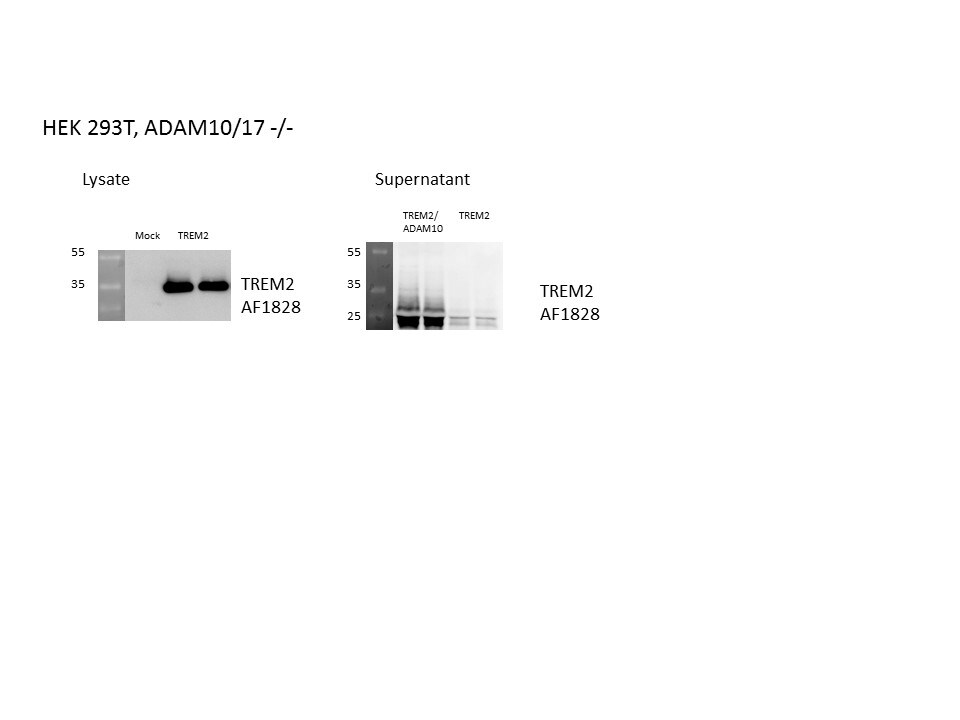 Human TREM2 Antibody AF1828