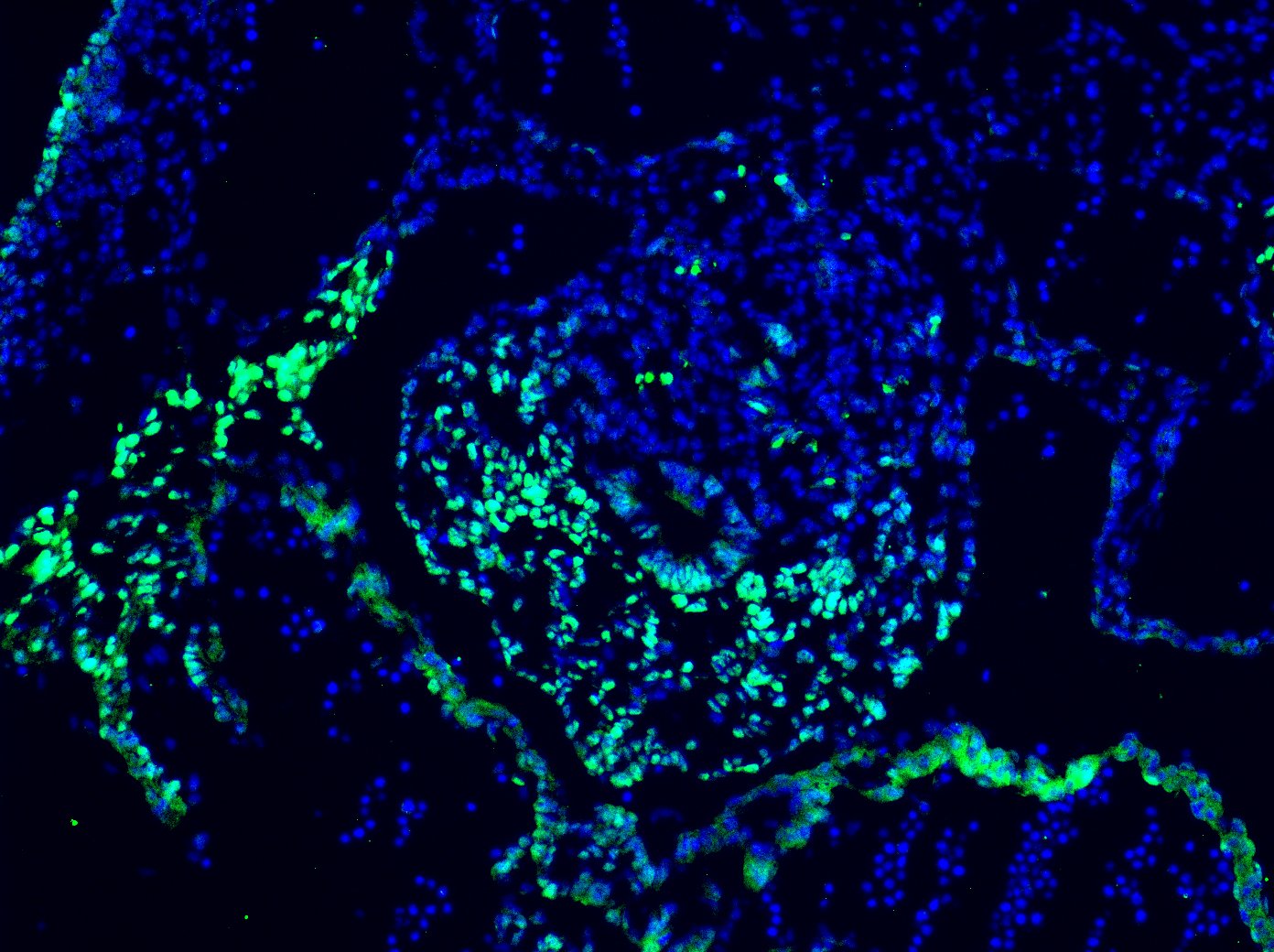 Human Islet‑1 Antibody AF1837