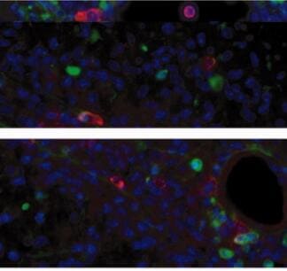 Mouse Lipocalin‑2/NGAL Antibody AF1857
