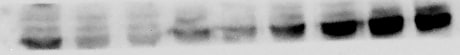 Mouse/Rat CD47 N-terminal IgV-like Extracellular Domain Antibody AF1866