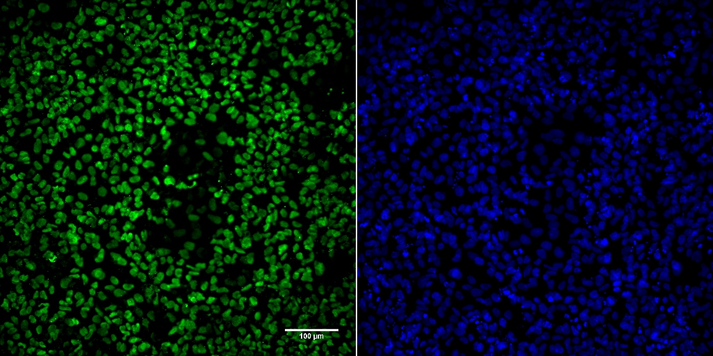 Human SOX17 Antibody AF1924
