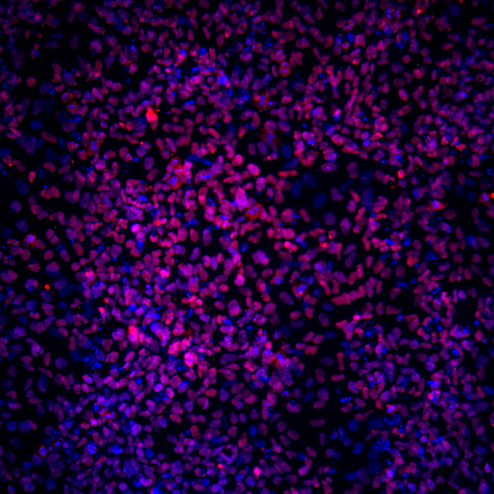 Human SOX17 Antibody AF1924