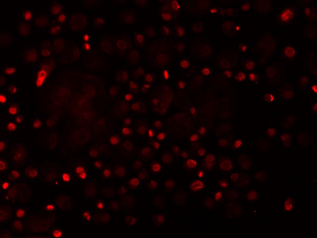 Human SOX17 Antibody AF1924