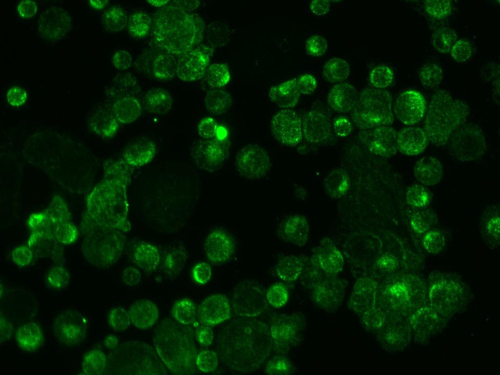 Human SOX17 Antibody AF1924