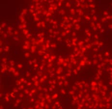 Human SOX17 Antibody AF1924