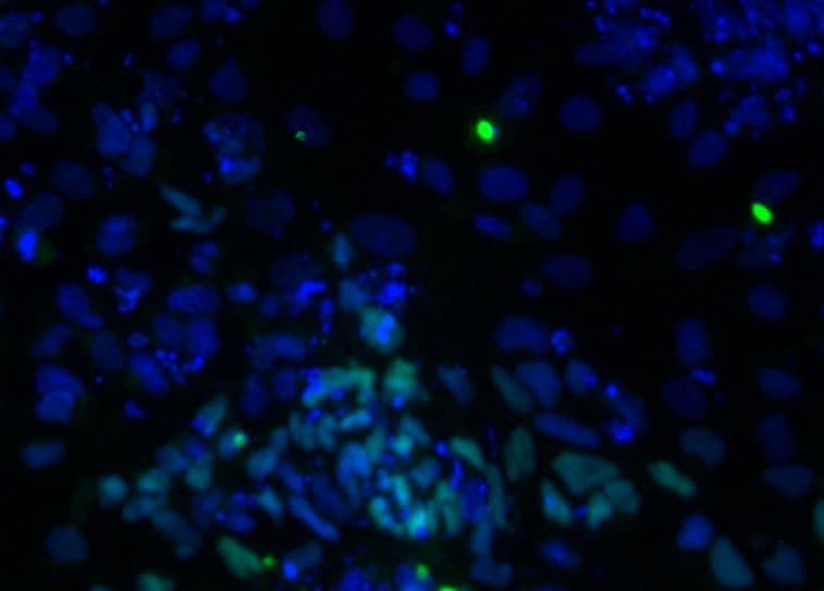 Human SOX17 Antibody AF1924