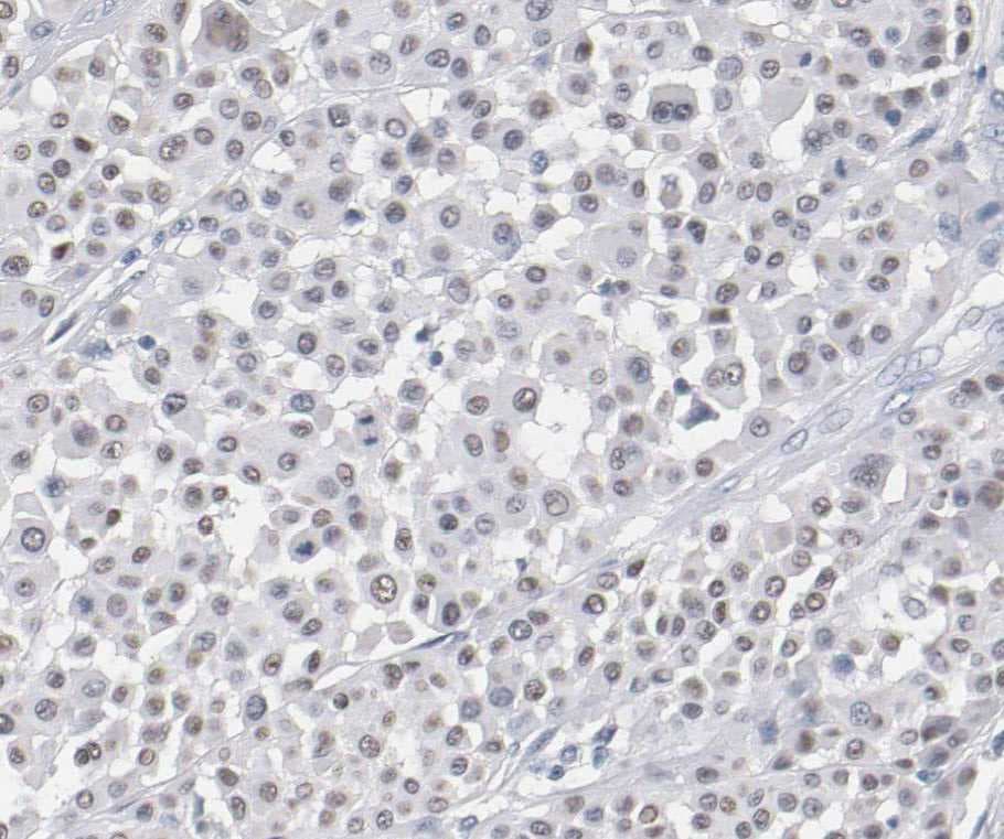 Human SOX17 Antibody AF1924