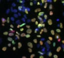 Human SOX17 Antibody AF1924
