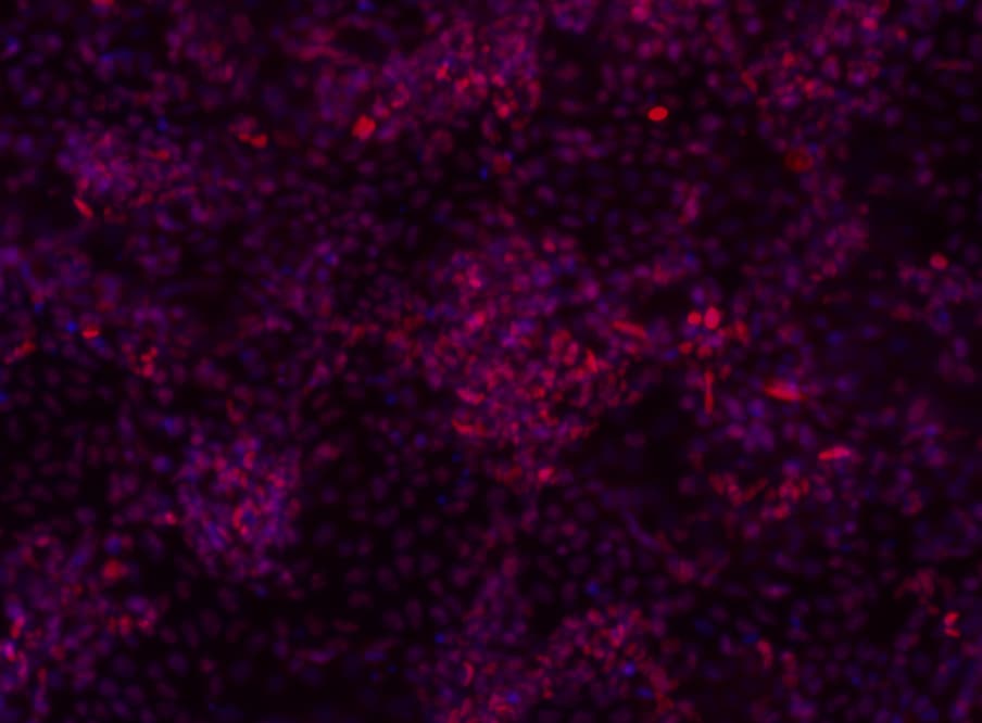 Human SOX17 Antibody AF1924