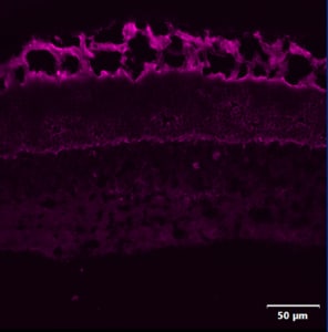 Human SOX17 Antibody AF1924