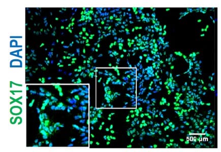 Human SOX17 Antibody AF1924
