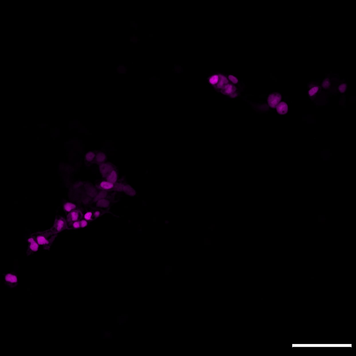Human SOX17 Antibody AF1924