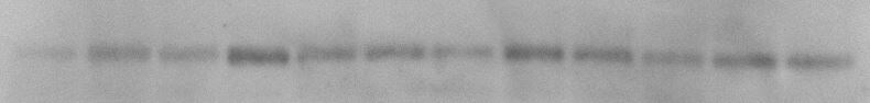 Mouse Frizzled‑4 Antibody AF194