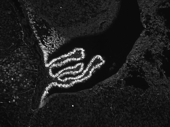 Human Otx2 Antibody AF1979