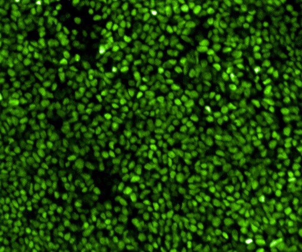 Human Otx2 Antibody AF1979