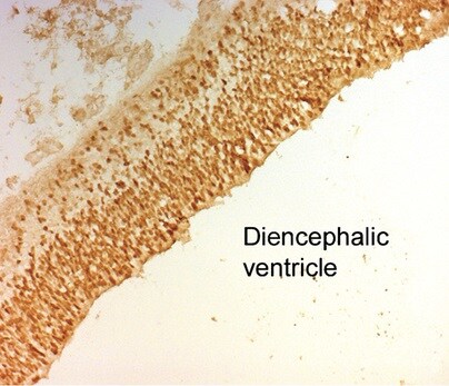 Human Otx2 Antibody AF1979