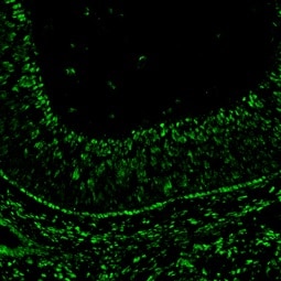 Human Otx2 Antibody AF1979