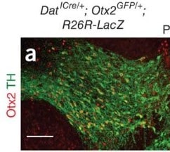 Human Otx2 Antibody AF1979